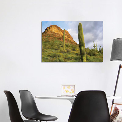 Organ Pipe Cactus, Organ Pipe Cactus National Monument 1 Piece Wrapped Canvas Wall Art