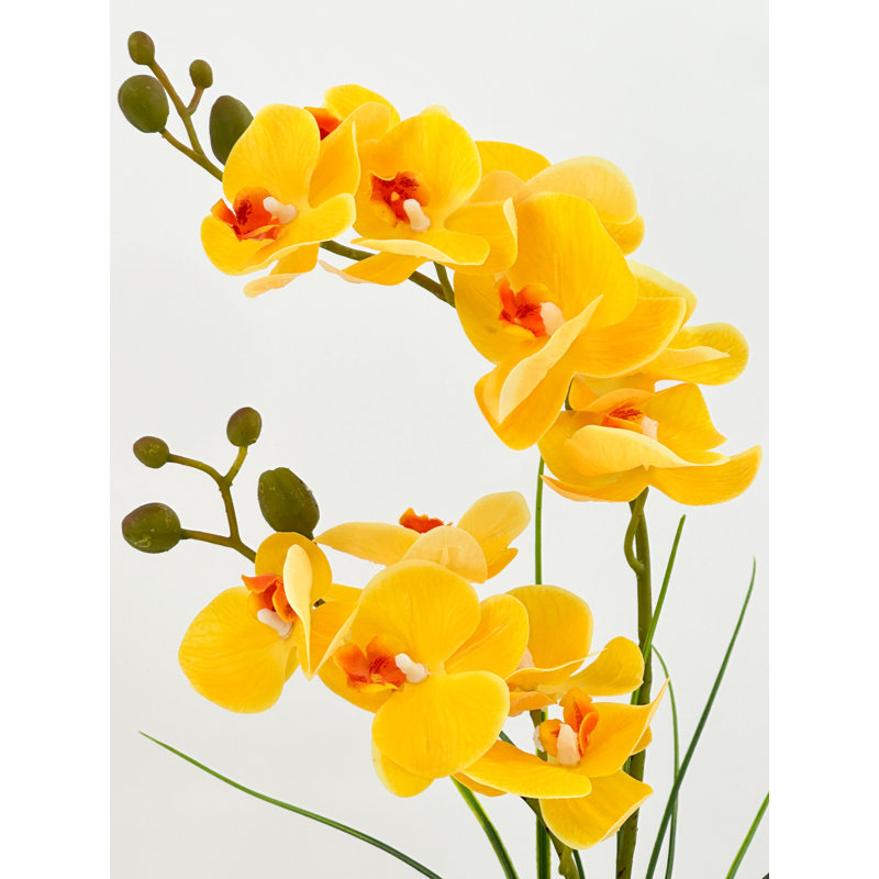 Double orchidée phalaenopsis, arrangement floral, Jaune