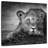 Brampt Young Lion Head-109368670