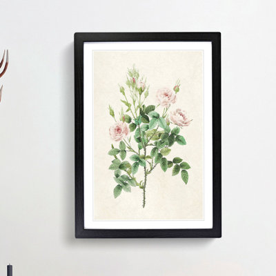 Pompon Roses by Pierre-Joseph Redoute - Picture Frame Painting Print