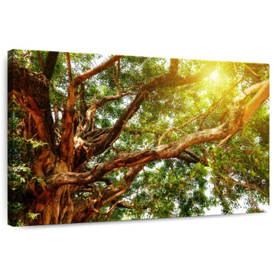 Harnek Sunlit Giant Bodhi Tree