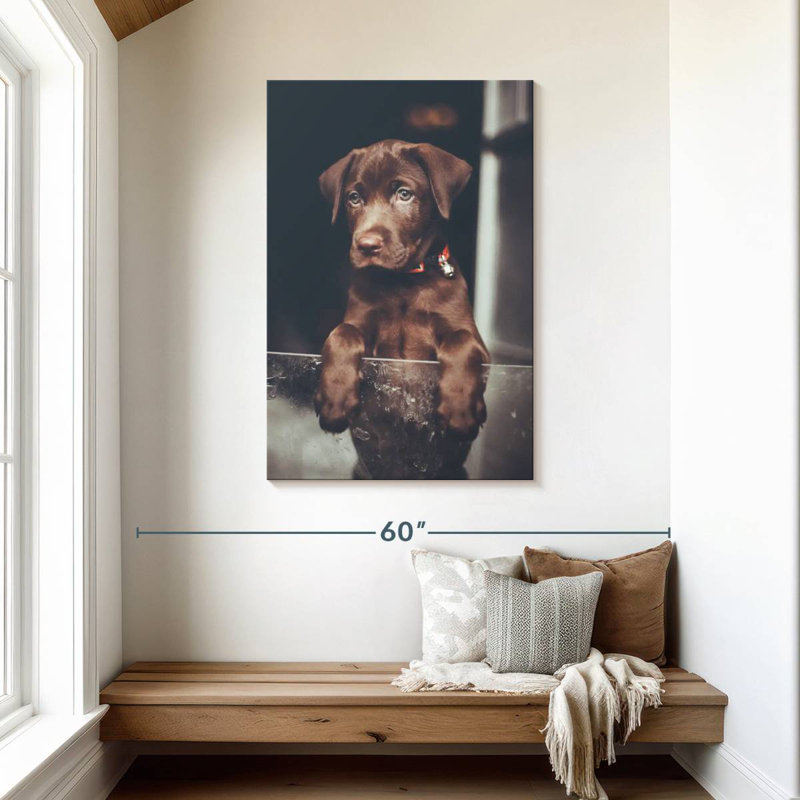 Chiot labrador Brampt chocolat, H 45 po x l 30 po