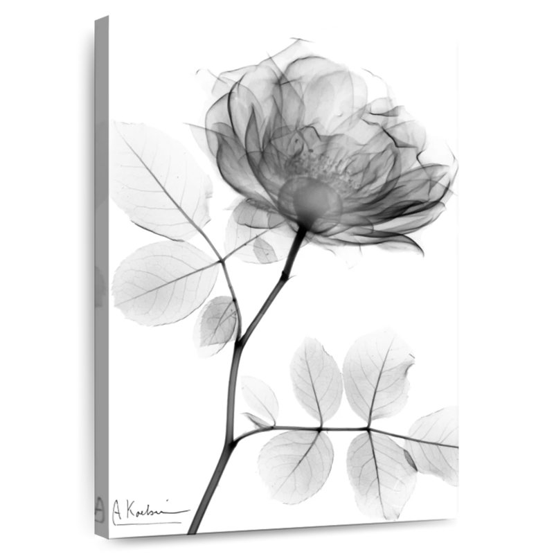 Harnek Rose Dynasty BW I, 45" H x 30" W