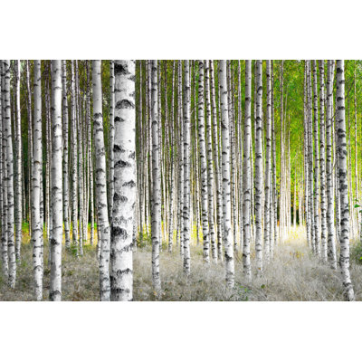 Birch Trees by PinkBadger - Wrapped Canvas Print