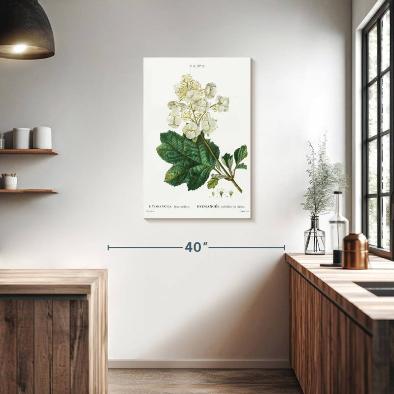 Keiri Oakleaf Hydrangea, 36" H x 24" W