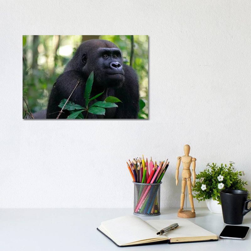 Fifteen Year Old Silverback Western Lowland Gorilla, Bateke Plateau National Park, Gabon by Cyril Ruoso - Wrapped Canvas Print
