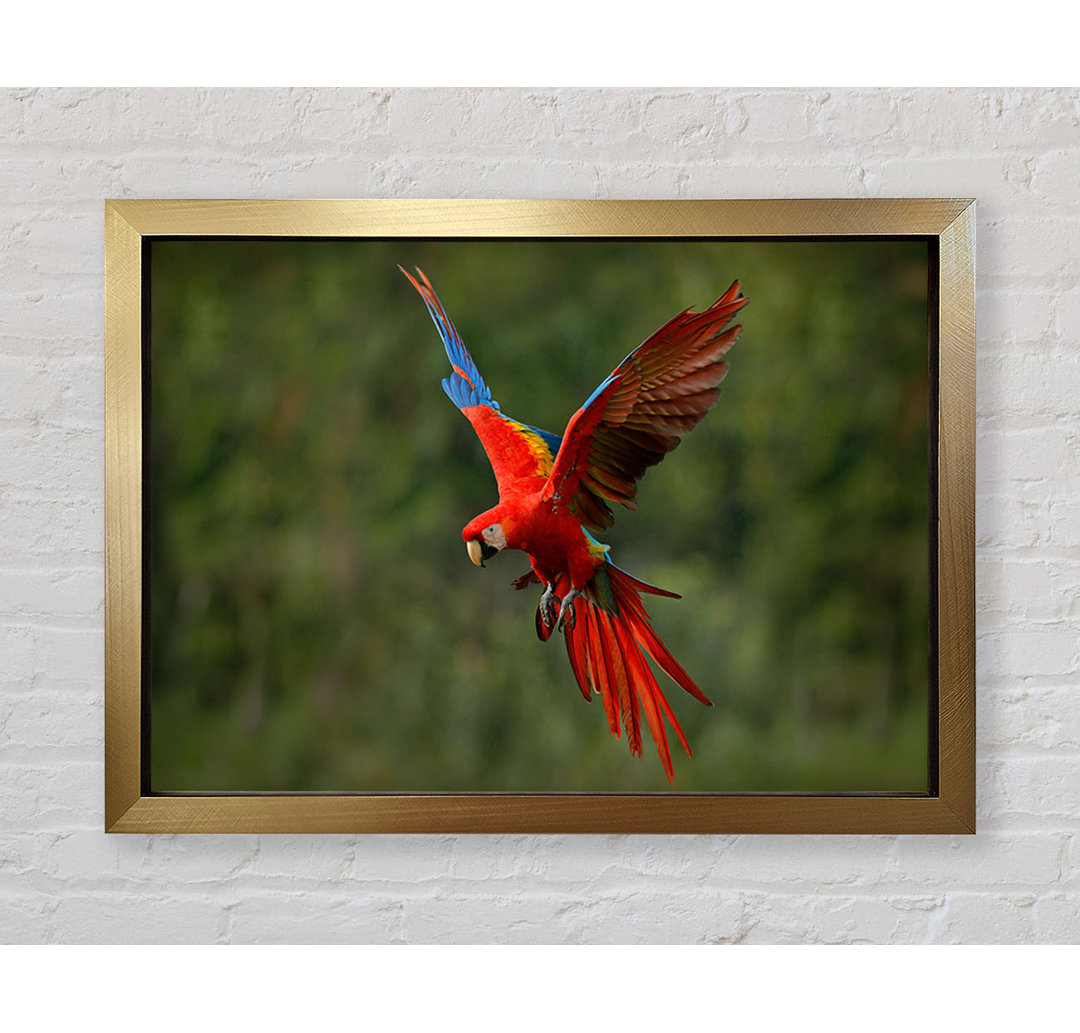 Red Mccaw In Flight - Einzelner Bilderrahmen Kunstdrucke