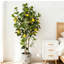 150cm Plant-372818856