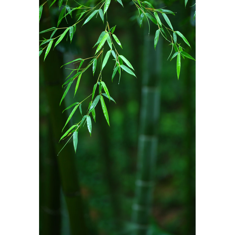 Bamboo Leaves by BIHAIBO - No Frame Art Prints on Canvas, 46cm H x 30cm W