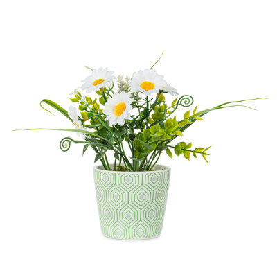 Marguerites blanches en pot