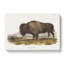 An American Bison - Wrapped Canvas-55368940
