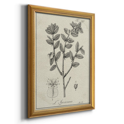 Toile encadrée botanique antique de qualité supérieure noire et blanche - prête à être accrochée