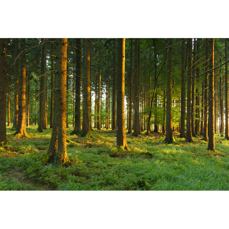 Sunlit Spruce Forest by AVTG - Wrapped Canvas Print, 30cm H x 46cm W