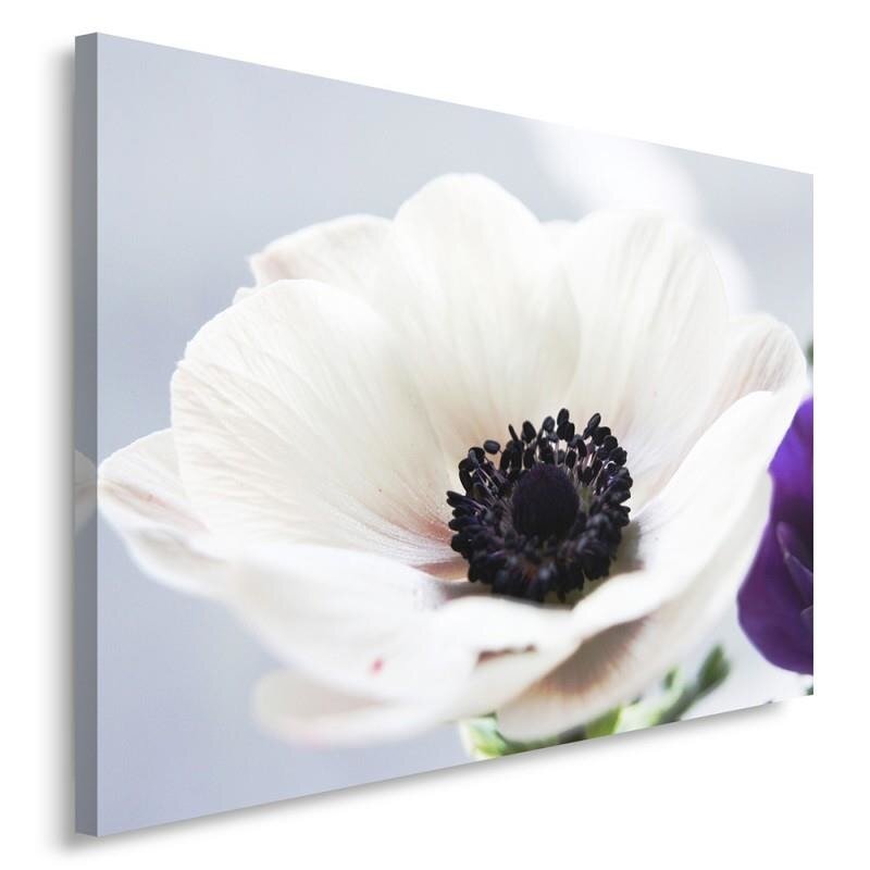 Leinwandbild Weiße Anemone auf grauem Hintergrund