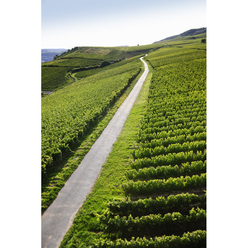 Rheingau Riesling Vineyards by Silberkorn - Wrapped Canvas Print, 30cm H x 20cm W