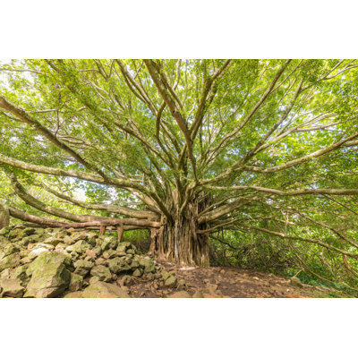 Banyan Tree - Photographie sur toile tendue