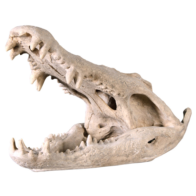 Statue d’artefact crâne crocodile