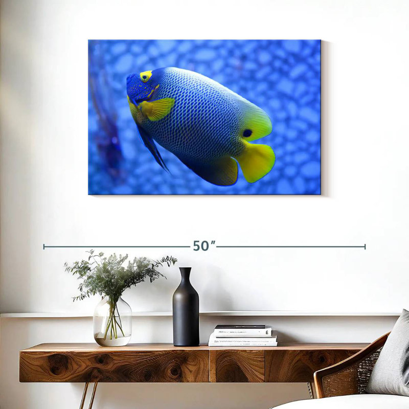 Angelfish bleu corail Brampt, H 24 po x l 36 po