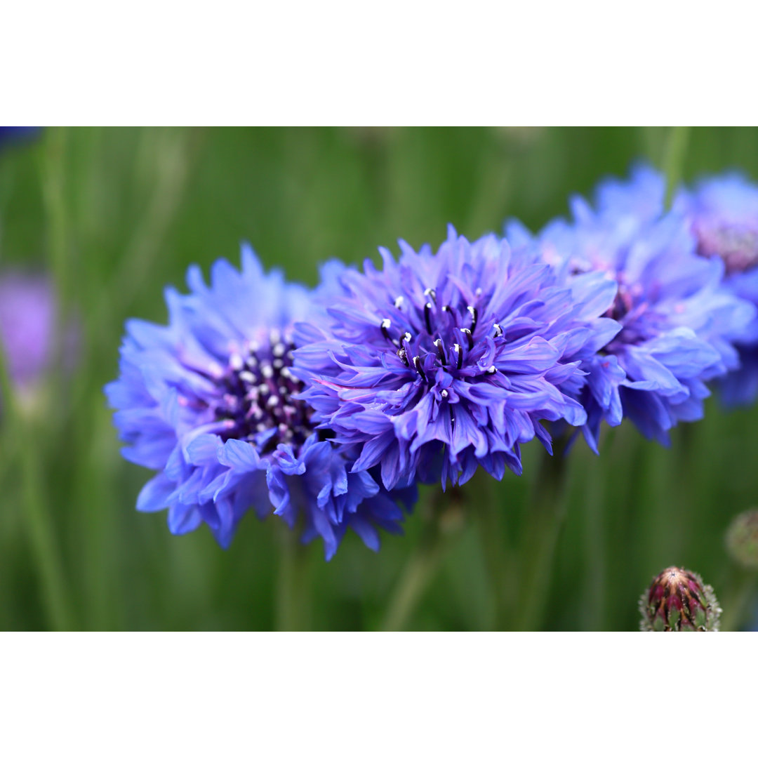 Cocamo Centaurea Cyanus - Wrapped Canvas Print