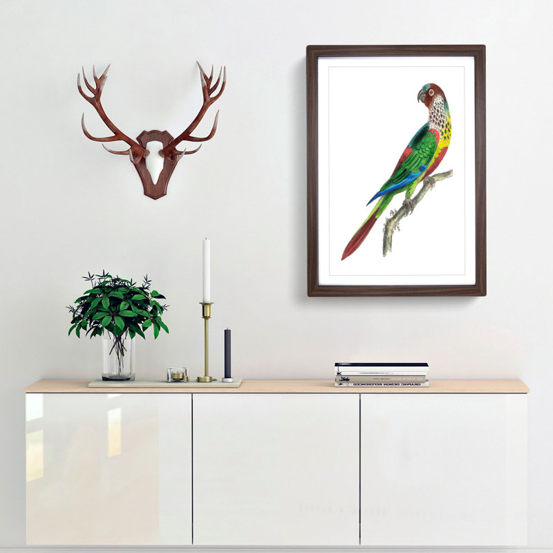 Parakeet by George Shaw - Framed Print, 48cm H x 36cm W x 2cm D, Walnut Framed
