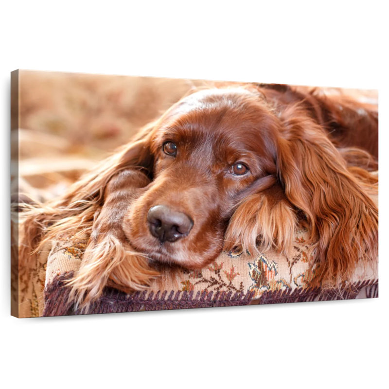 Setter irlandais Brampt, H 24 po x l 36 po