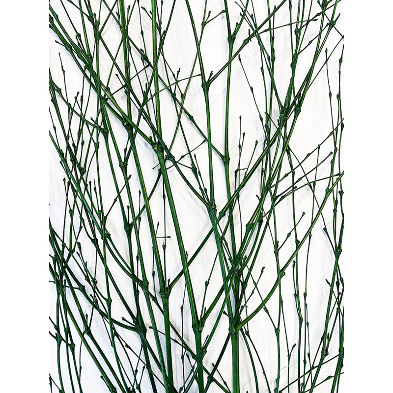 Mixed Assortment Arrangement, Green
