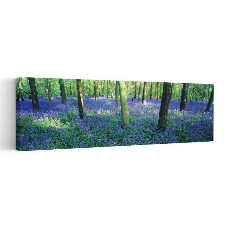 Bluebells In A Forest Charfield Gloucestershire England by Peter Adams - Wrapped Canvas Panoramic Print