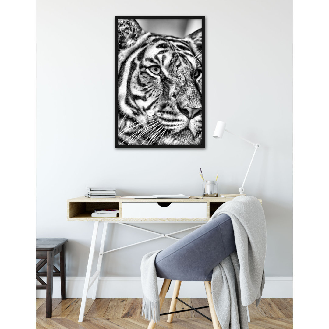 Gerahmtes Poster beautiful tiger