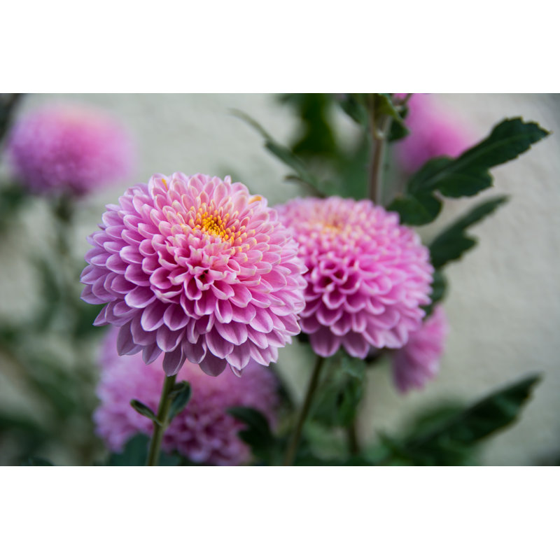 Violent Chrysanthemums Flower - Wrapped Canvas Print, 30cm H x 46cm W