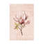 Magnolia Blush No2-1380219654
