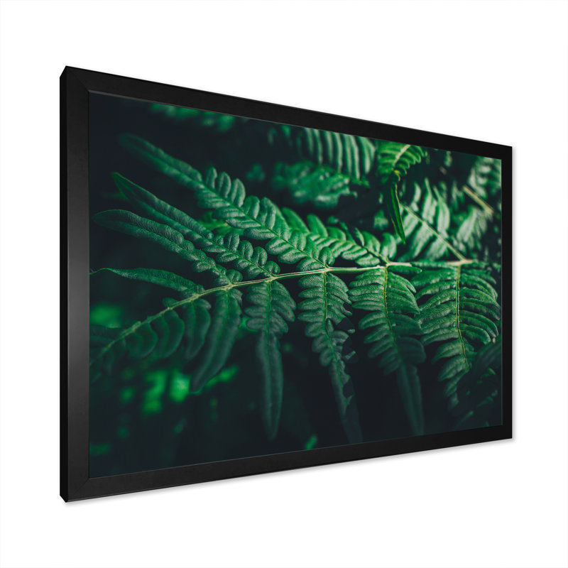 Feuille de fougère vert foncé sur fond noir VI - reproduction sur toile, Cadre photo noir, H 30 po x l 40 po