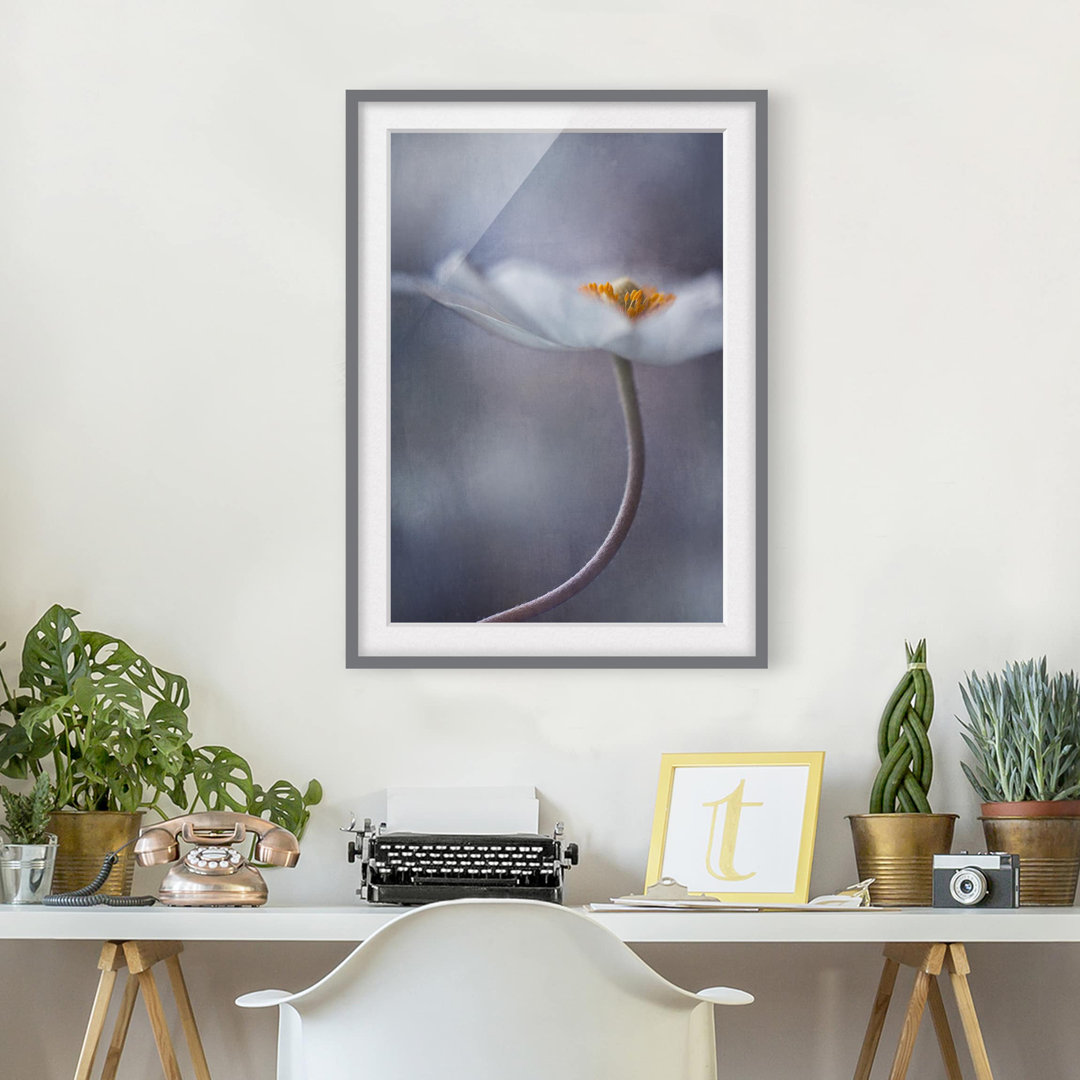 Gerahmter Fotodruck White Anemone Blossom