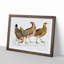 Illustration of Hens by John Edward Gray - Picture Frame Painting Print-55579826-55579825