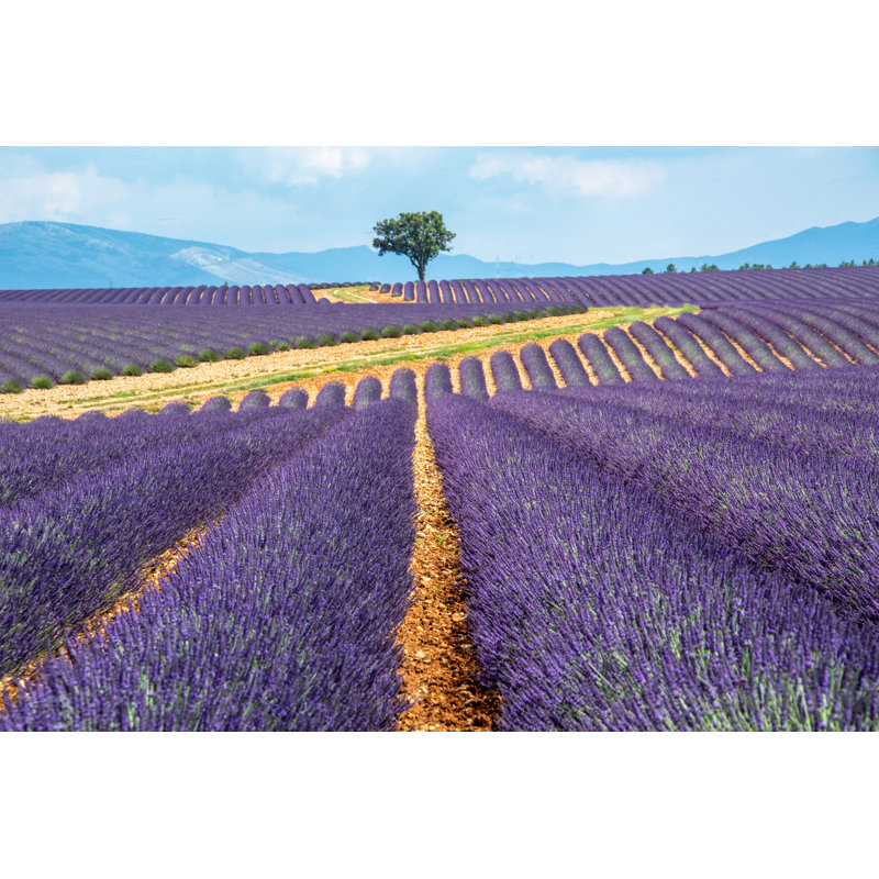 Field Of Lavender - Wrapped Canvas Print, 51cm H x 76cm W x 3.8cm D