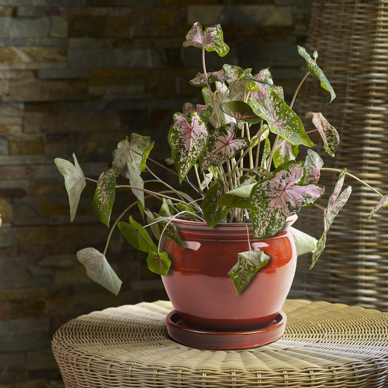 Handmade Ceramic Pot Planter