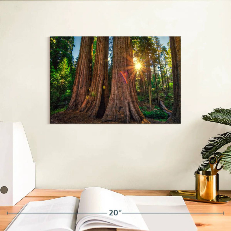 Forêt Harnek Grant Grove, H 8 po x l 12 po