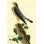 Pigeon hawk par john james audubon-impression d’art graphique