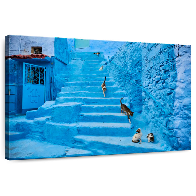 Chats Brampt Chefchaouen, H 20 po x l 30 po