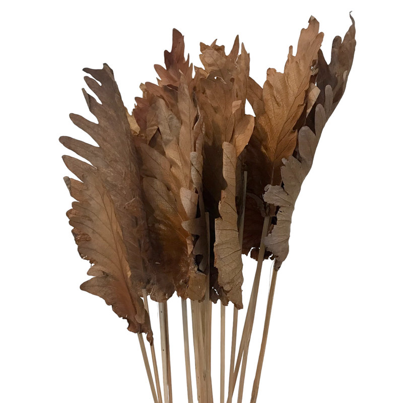 Tige de feuille de fougère Fratessa