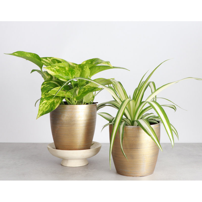 Live Air Purifying Houseplant Set in Classic Pots, Gold