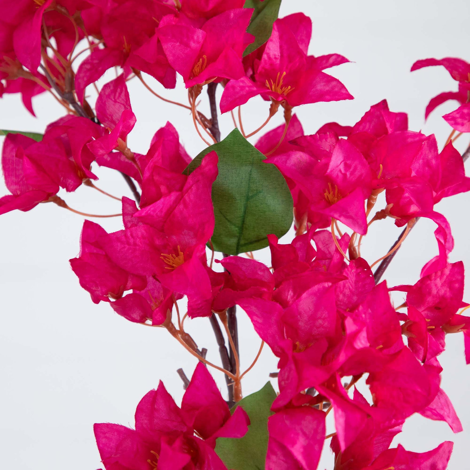 Bougainvillea Floral Stems, Pink