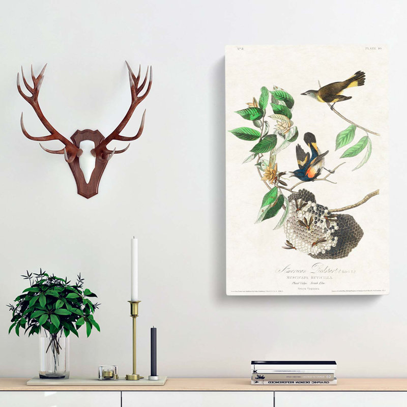 American Redstart Birds by John Audubon - Wrapped Canvas, 60cm H x 40cm W x 3cm D