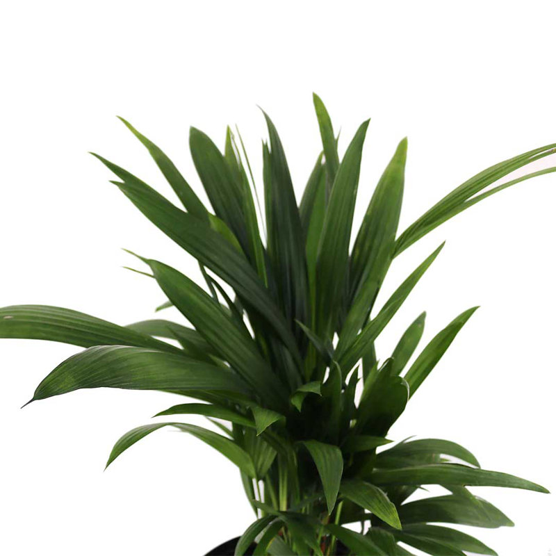 Lipstick Palm Tree in 10-Inch Black Pot for Indoor/Outdoor Use
