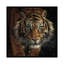 Œil du tigre, carré-35540052-72447772-72447773