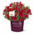 1 Gallon Autumn Bonfire Encore Azalea - Re-Blooming Evergreen Shrub with Red Blooms