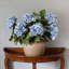 Double Hydrangea Faux Floral-1746310716