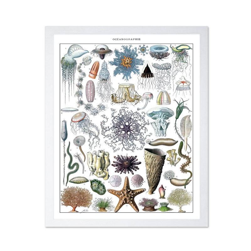 Adolphe Millot - Biologie marine, Affiche, Encadrement blanc, H 16 po x l 20 po