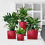 Pot Planter-50984108-50984114