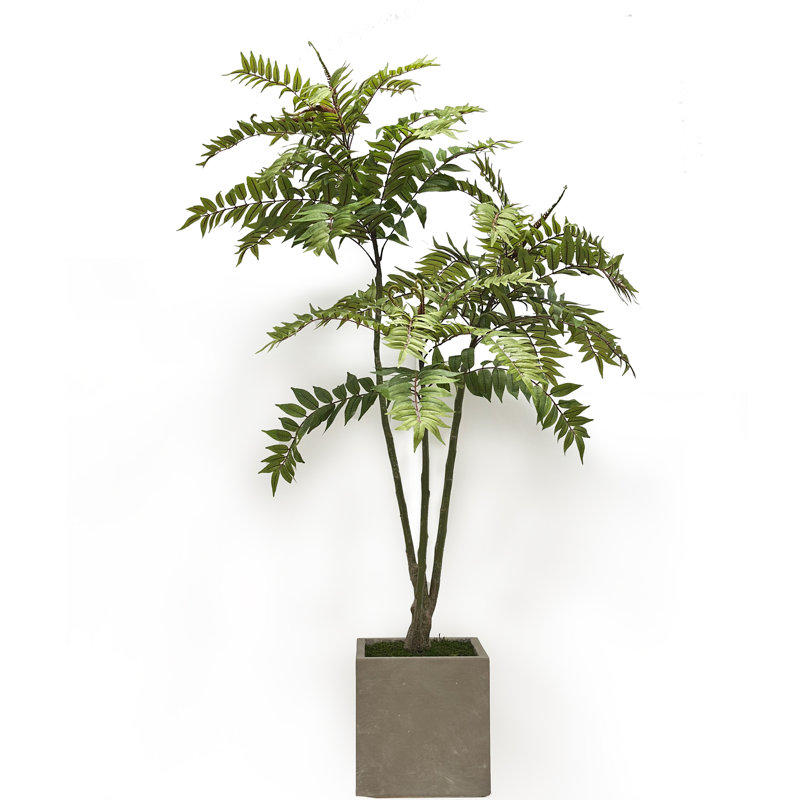 TOONA SINENSIS IN SQUARE VASE