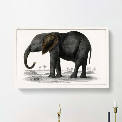Elephant by Oliver Goldsmith - Wrapped Canvas